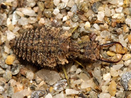 Réf. 53 273 : Distoleon tetragrammicus