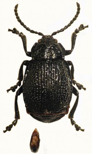 Galeruca miegi