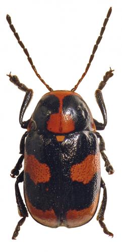 Cryptocephalus floribundus