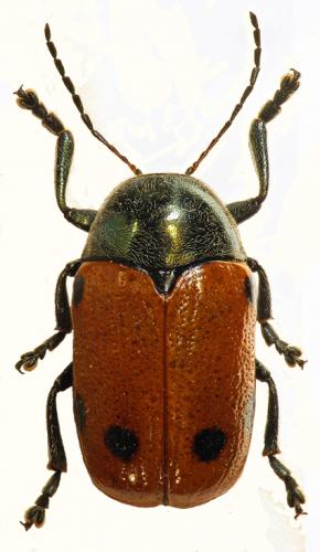 Réf. 53 614 : Cryptocephalus tristigma