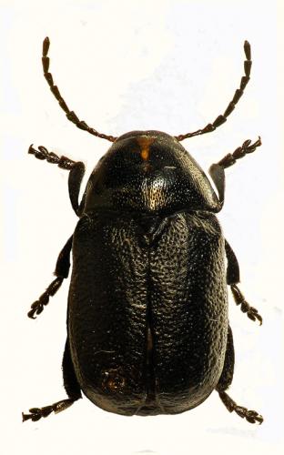 Cryptocephalus albolineatus