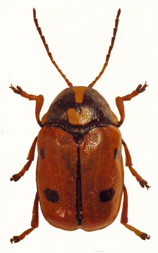 Réf. 53 490 : Cryptocephalus cordiger