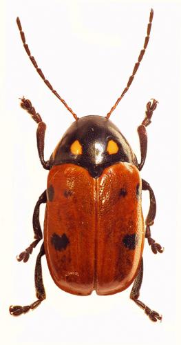 Cryptocephalus informis