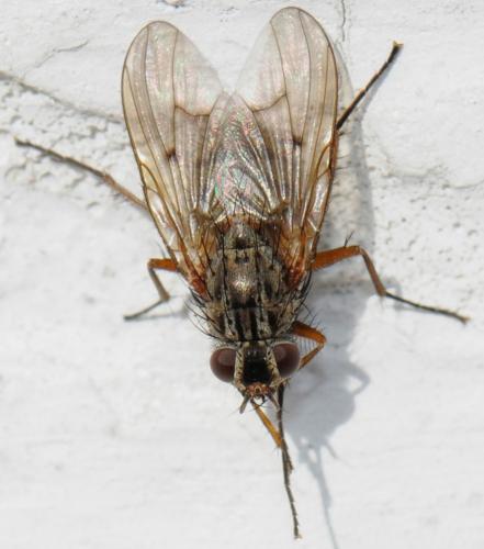 Phaonia tuguriorum