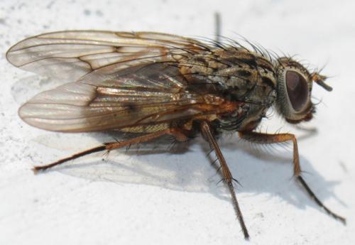 Phaonia tuguriorum