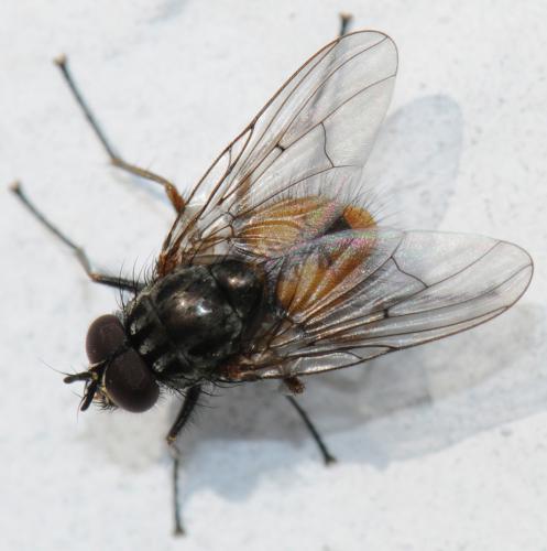 Phaonia subventa