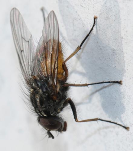 Phaonia subventa