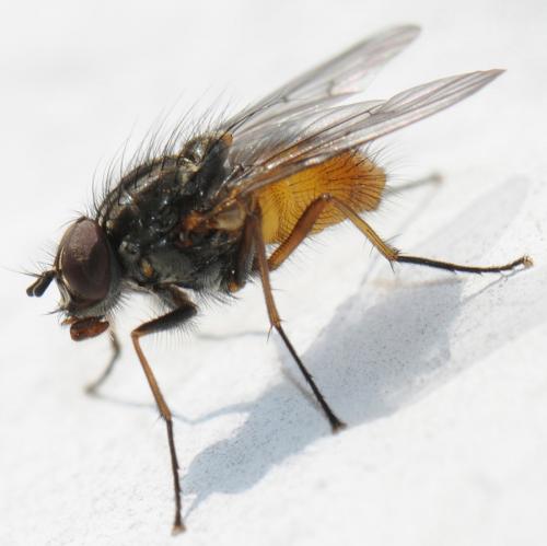 Phaonia subventa