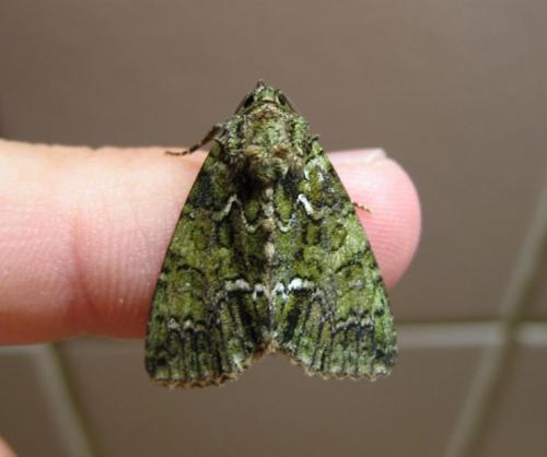 Réf. 53 755 : Polyphaenis sericata