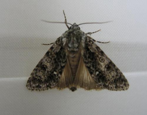 Réf. 53 784 : Acronicta rumicis
