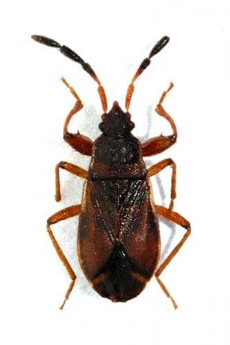 Notochilus limbatus