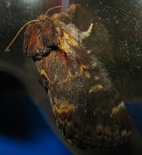 Notodonta dromedarius