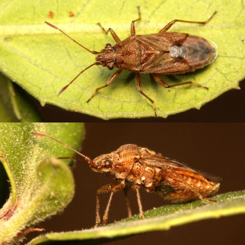 Nysius helveticus