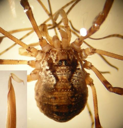 Oligolophus hanseni