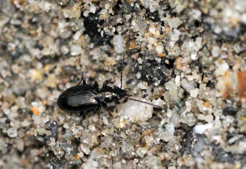 Bembidion incognitum