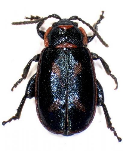 Réf. 53 008 : Oedionychis cincta