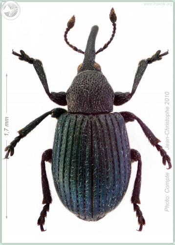 Réf. 53 589 : Omphalapion hookerorum