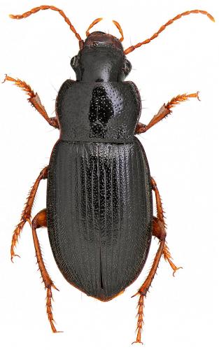 Réf. 53 567 : Ophonus rufibarbis