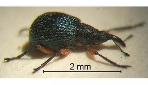 Réf. 53 311 : Oryxolaemus scabiosus