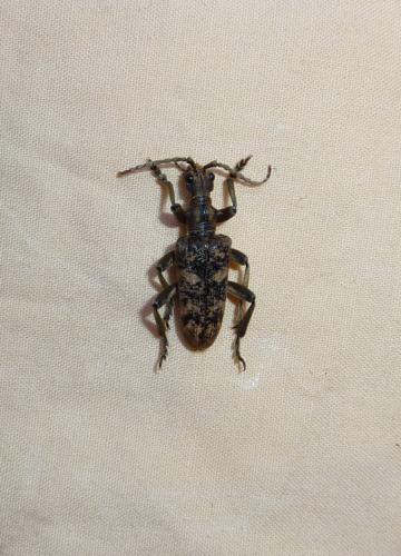 Rhagium sycophanta