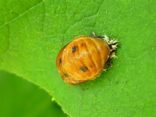 Harmonia axyridis