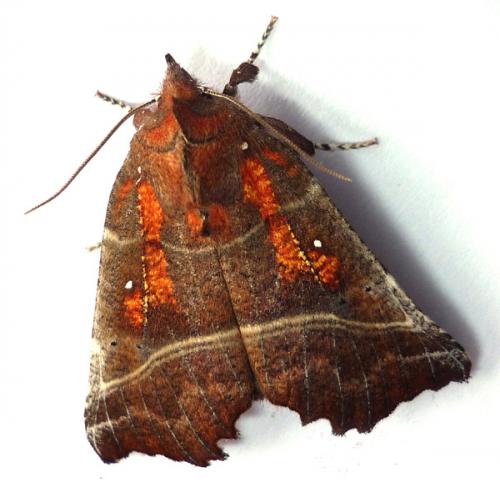 Réf. 53 037 : Scoliopteryx libatrix