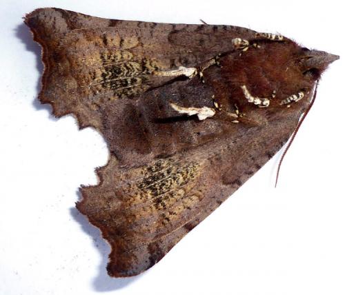 Réf. 53 038 : Scoliopteryx libatrix