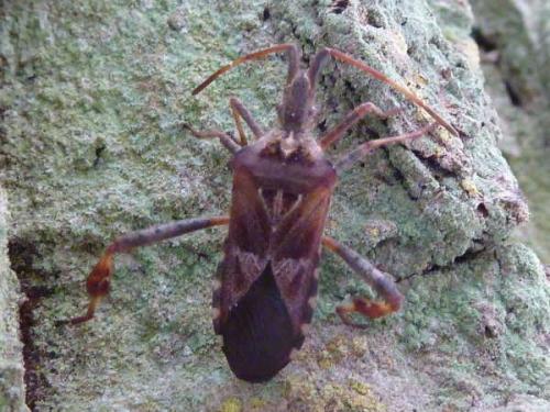 Leptoglossus occidentalis