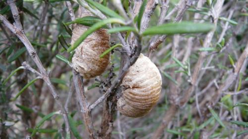 Mantis religiosa