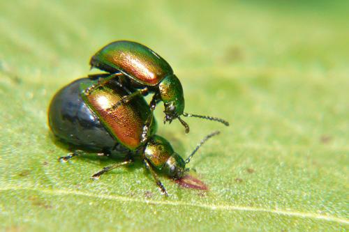 Gastrophysa viridula