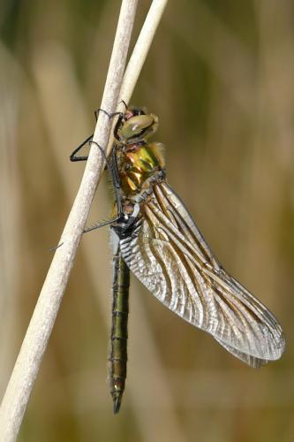 Réf. 53 637 : Cordulia aenea
