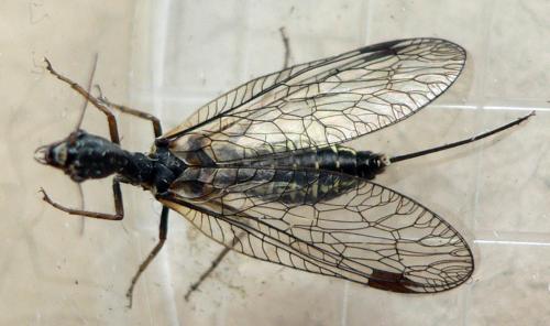 Phaeostigma sp.