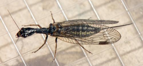 Phaeostigma sp.