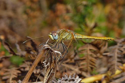Réf. 53 621 : Sympetrum fonscolombii