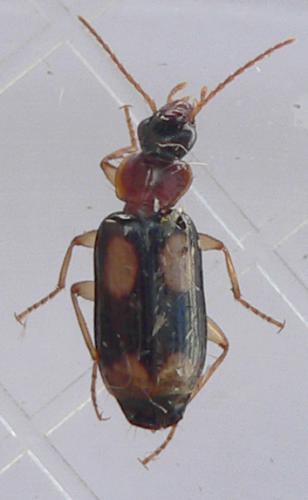 Réf. 53 293 : Dromius quadrimaculatus