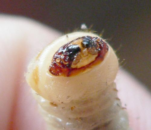 Cerambyx sp.