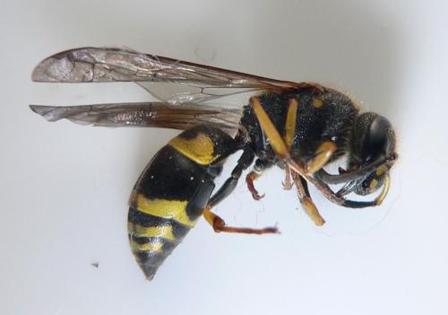Ancistrocerus nigricornis