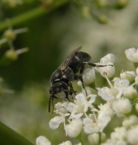 Hylaeus sp.