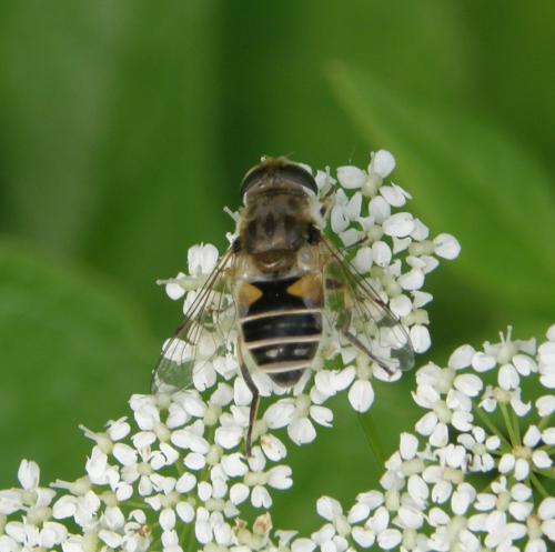 Eristalis arbustorum