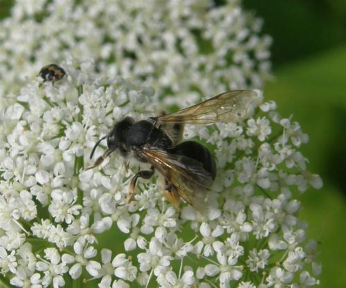 Réf. 53 672 : Andrena sp.