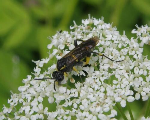 Macrophya montana