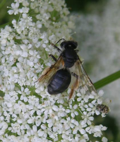 Andrena sp.