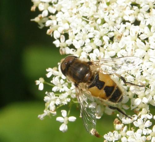 Réf. 53 529 : Eristalis sp.