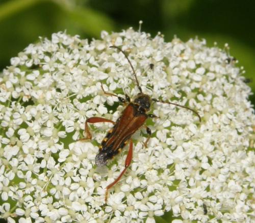 Stenopterus rufus