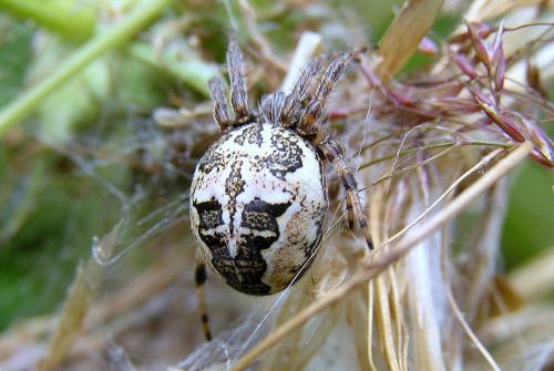 Larinioides cornutus