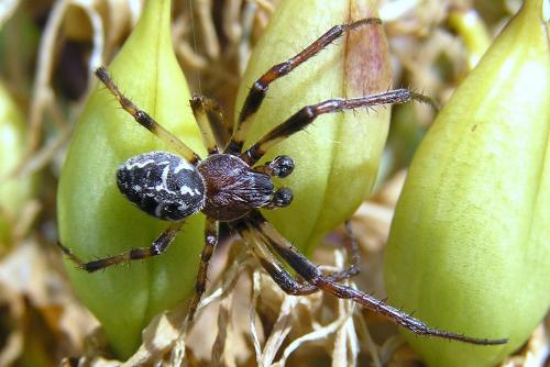 Larinioides cornutus