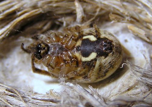 Larinioides cornutus
