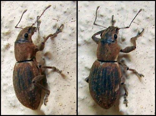 Réf. 53 947 : Naupactus cervinus