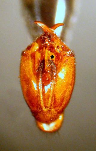 Panorpa communis
