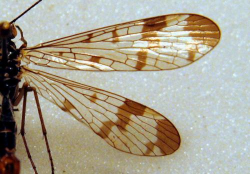 Panorpa communis